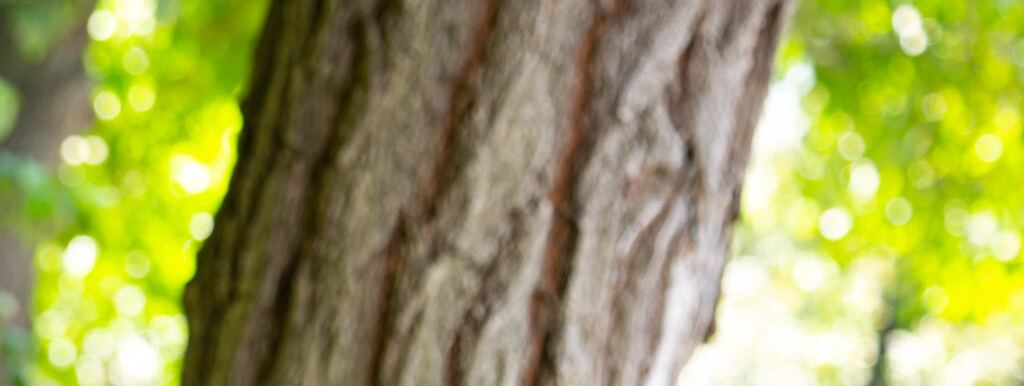 endocrinologo Olbia Tempio